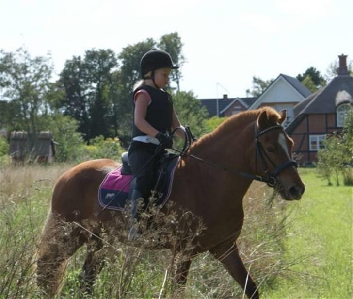 Islænder Baldur Petit billede 10