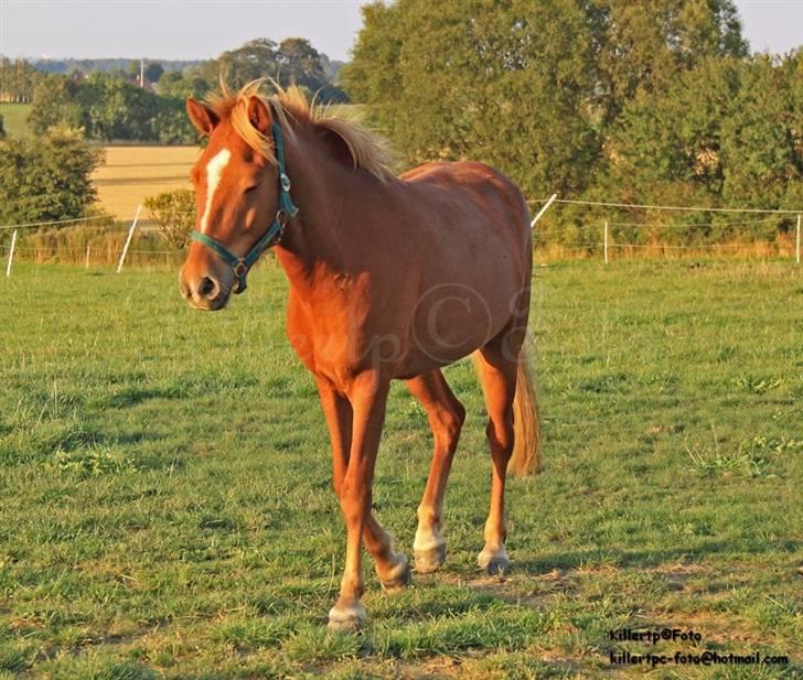 Islænder Baldur Petit billede 11