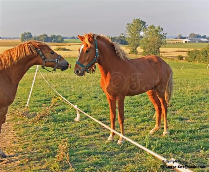 Islænder Baldur Petit billede 12