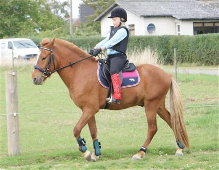 Islænder Baldur Petit billede 13