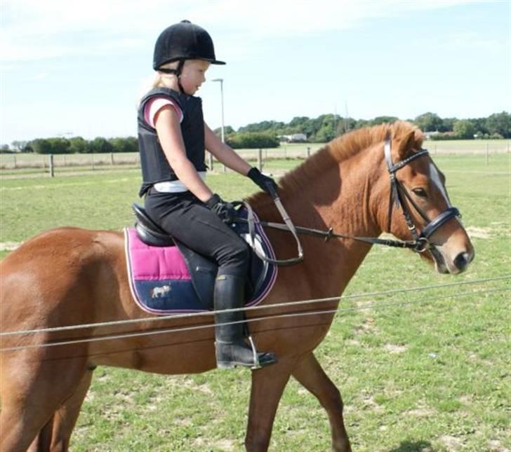 Islænder Baldur Petit billede 14