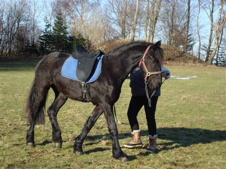 Frieser ¤  Naja   (NULLE) ¤   - D. 04-03-2010,  Det er første gang Naja har sadle på hvilket hun tog i stiv arm, ingen krumspring eller bukken mm. billede 11