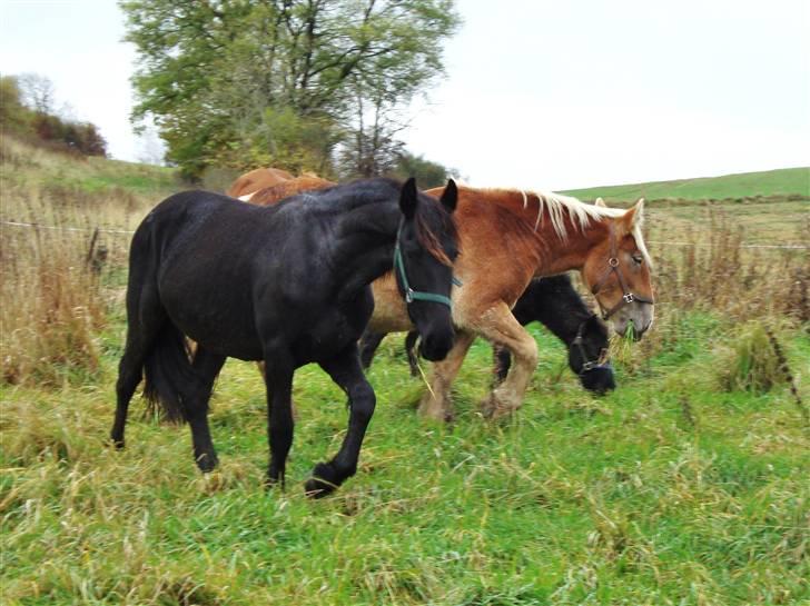 Frieser ¤  Naja   (NULLE) ¤   - 29-10-2009 billede 12