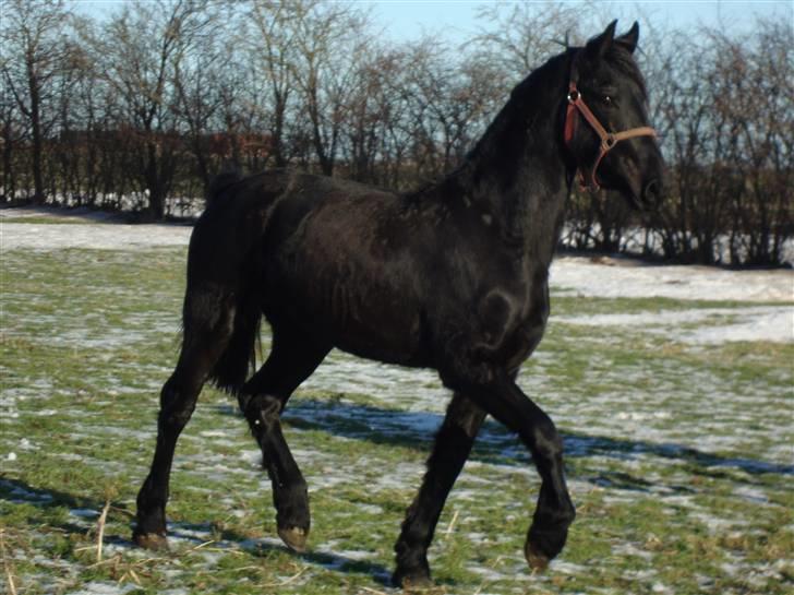 Frieser ¤  Naja   (NULLE) ¤   - 28-01-2010 billede 13