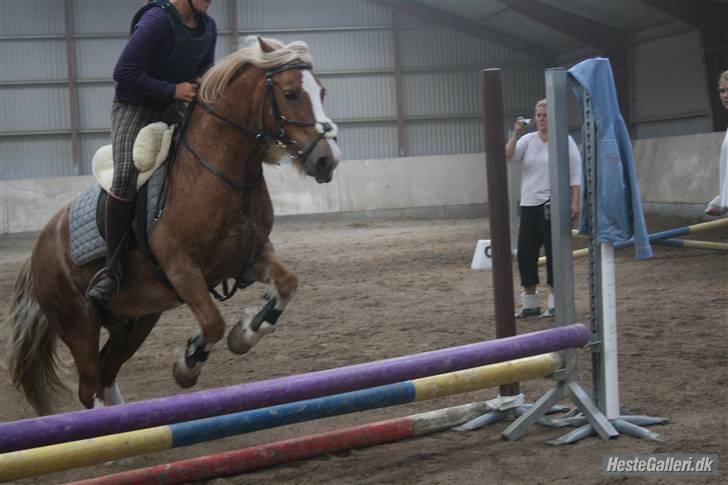 Anden særlig race Mac Gregor  billede 16