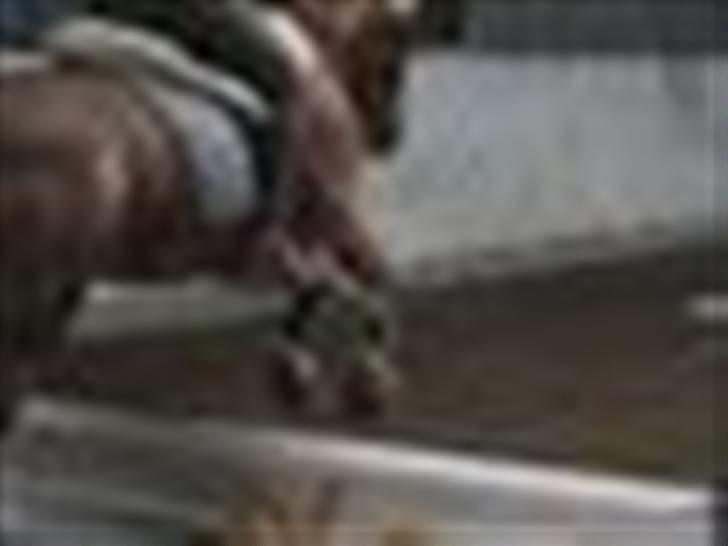 Anden særlig race Mac Gregor  billede 17