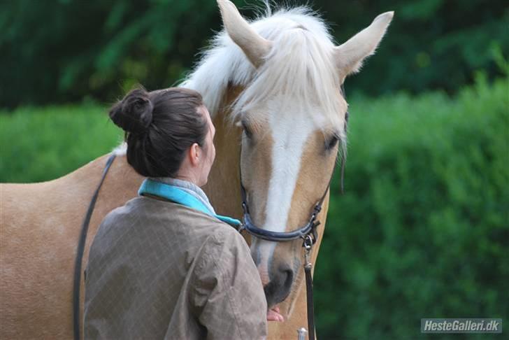 Palomino - Golden Santhos  - 2) billede 2