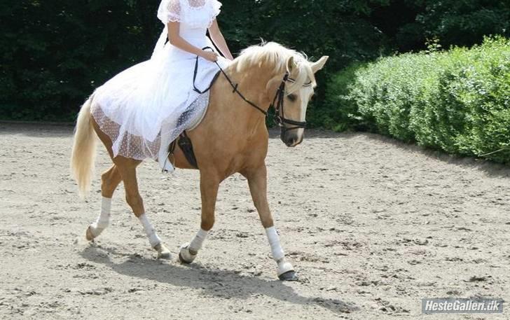 Palomino - Golden Santhos  - 6) billede 6