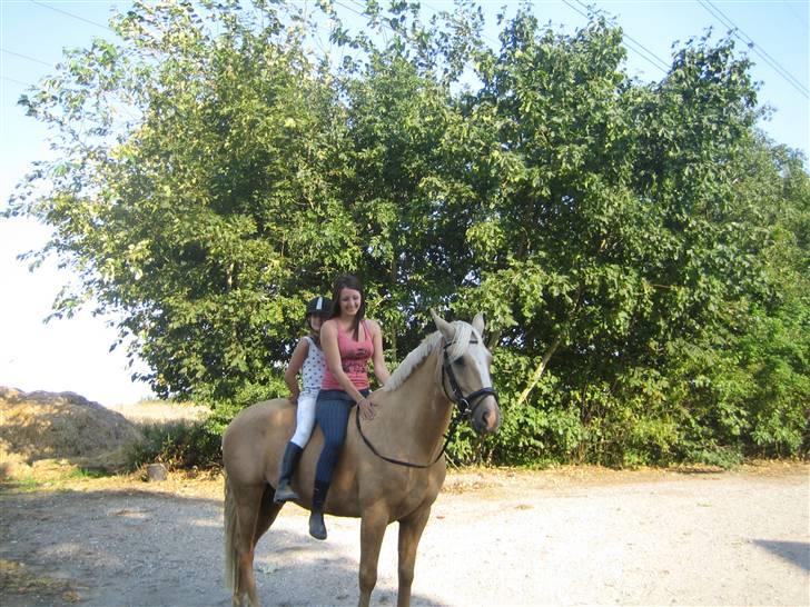 Palomino - Golden Santhos  - 7) billede 7