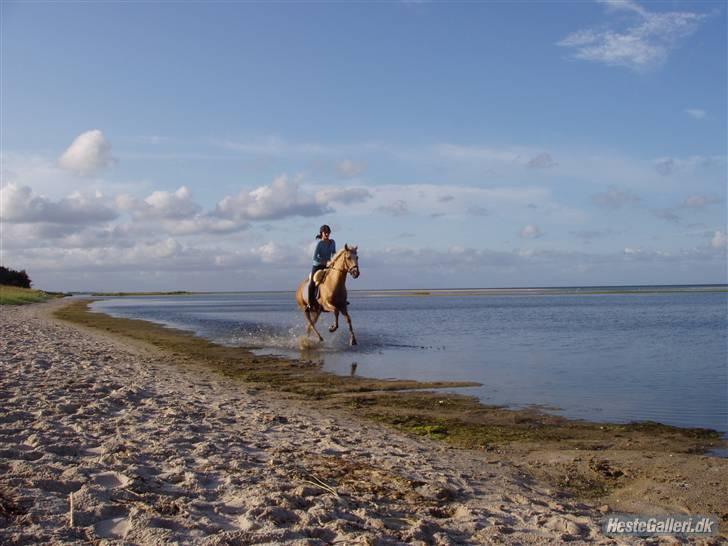 Palomino - Golden Santhos  - 8) santhos og jeg på stranden i hadsund (i nordjylland) billede 8