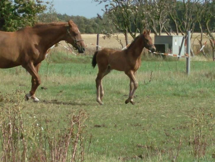 Barockpferd Kenai N billede 12