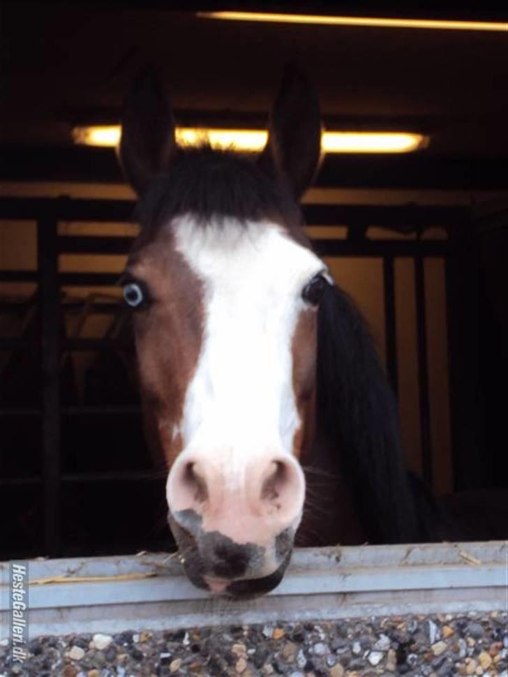 New Forest Malika Solgt :( - #18. malle kigger ud af vinduet<3 Foto: Emma Sonja. billede 18