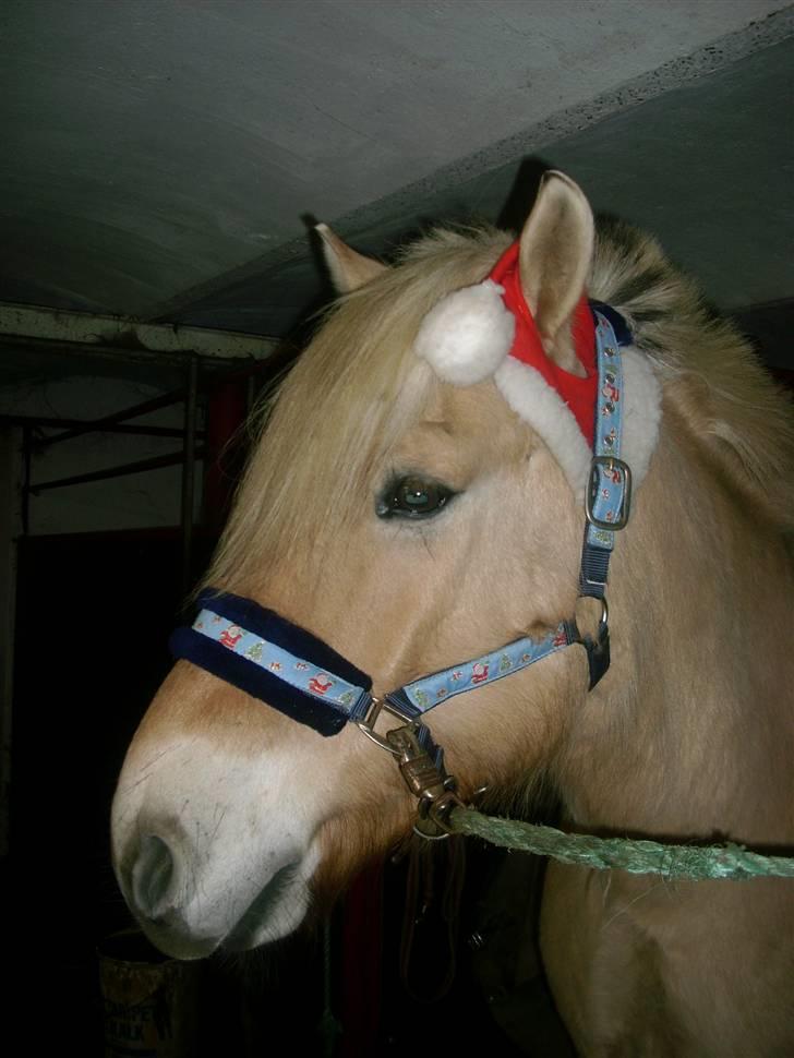 Fjordhest Calle - Calle ønsker alle en rigtig glædelig jul :) Julen 09 billede 12