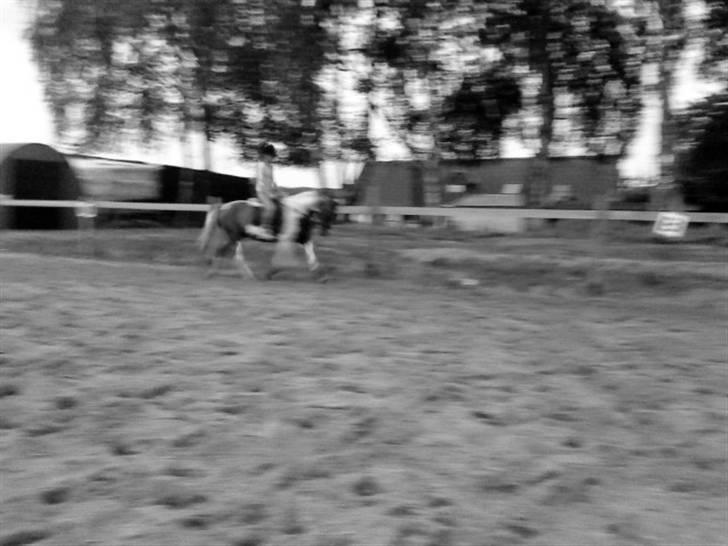 Anden særlig race Quick step<3 billede 6