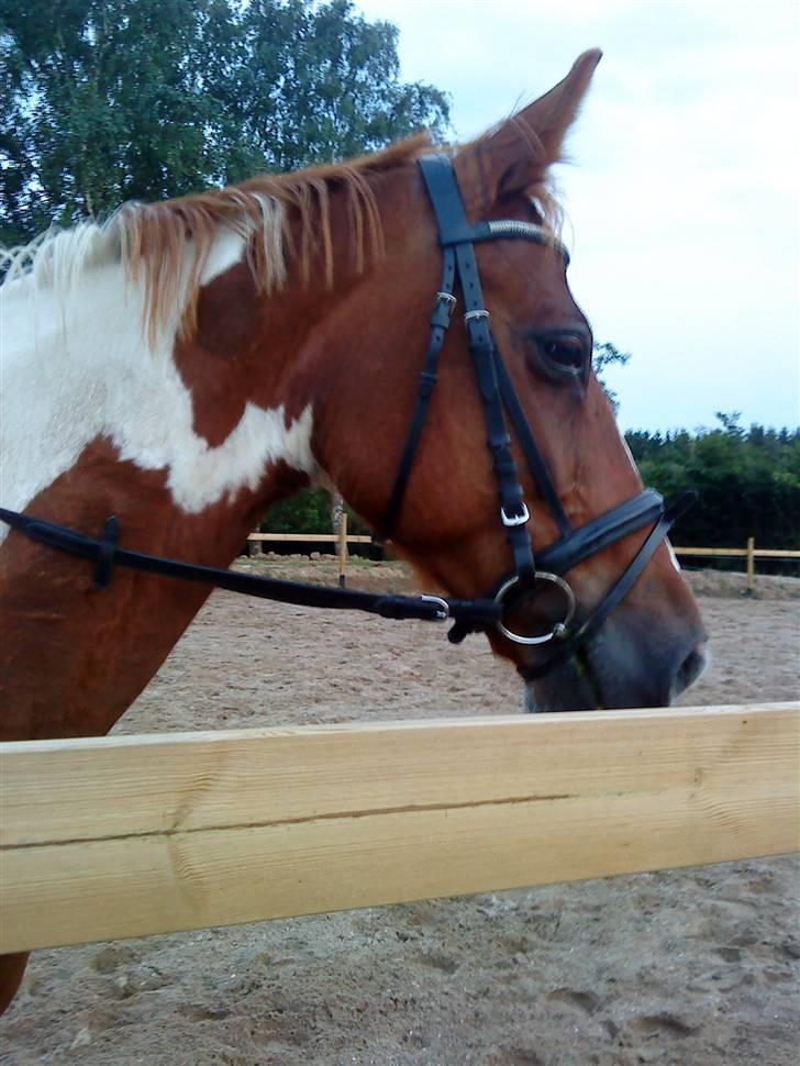 Anden særlig race Quick step<3 billede 7