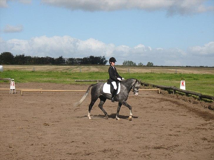 Anden særlig race Hestefarmens Halley *SOLGT* - Stævne i Hournum Ulstrup :D VRLKOMMEN TIL HALLEYS PROFIL! :D <3 billede 1