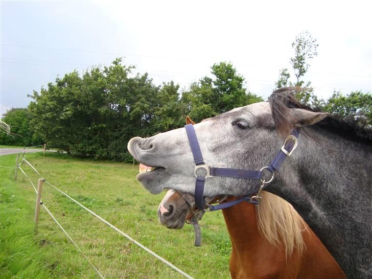 Anden særlig race Hestefarmens Halley *SOLGT* billede 2