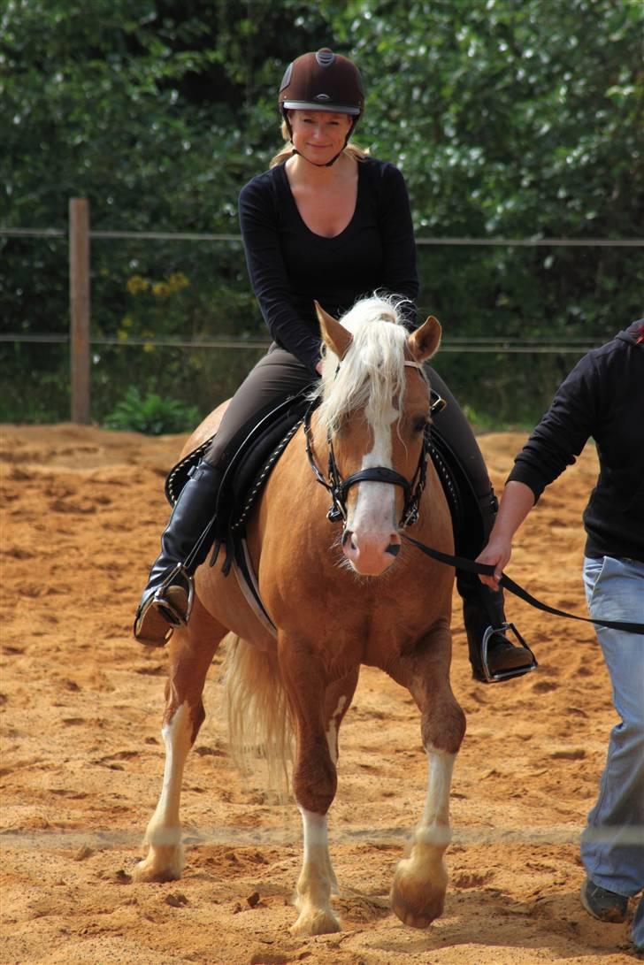 Welsh Cob (sec D) Golden Grafferson - #15 Vi skridter lige så stille:-D - TILRIDNING - billede 14