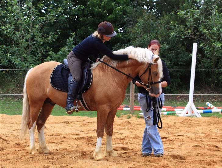Welsh Cob (sec D) Golden Grafferson - #16 Vi nuser og roser ham, han er næsten for tam:D ( læg mærke til hans øjne og hvor afslappet han står ) - TILRIDNING - billede 15