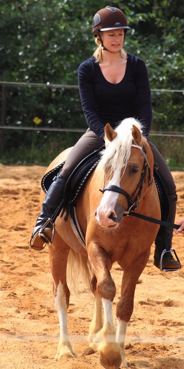 Welsh Cob (sec D) Golden Grafferson - #17 Vi skridter. Grafferson tar det bare så flot:D billede 16