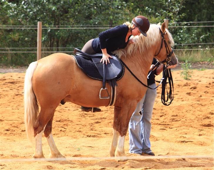 Welsh Cob (sec D) Golden Grafferson - #18 Vi er ved at side op - TILRIDNING - billede 17