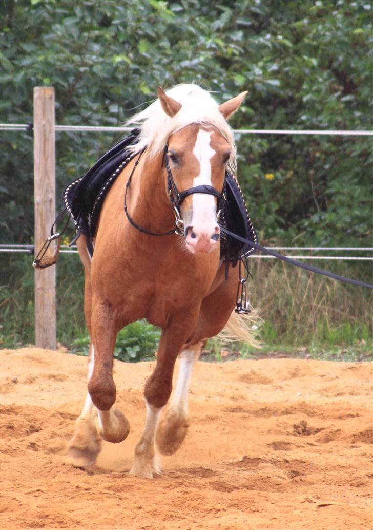 Welsh Cob (sec D) Golden Grafferson - #19 Vi starter med at longere inden tilridningen :-D - TILRIDNING - billede 18
