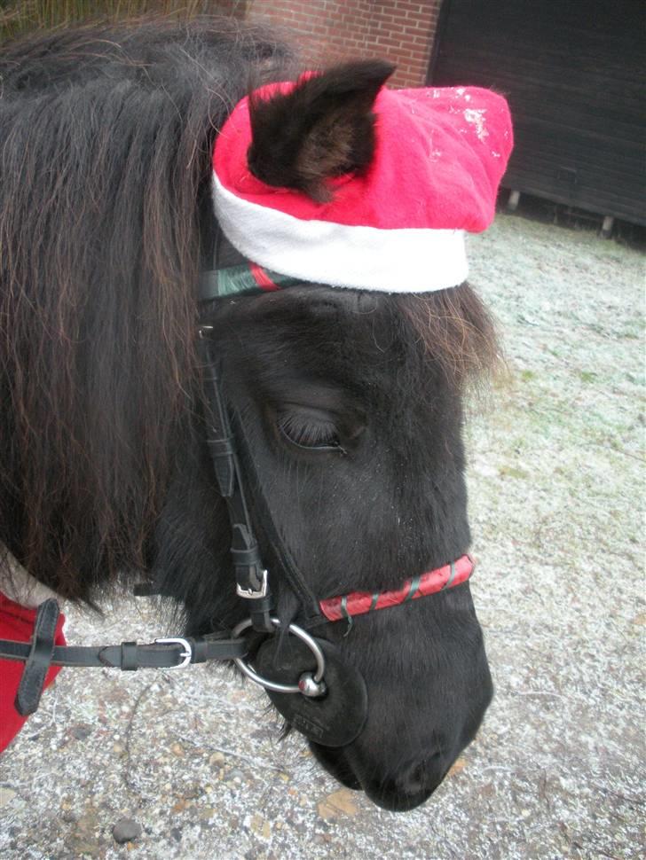 Shetlænder Melissa - Den mest juleagtige pony i verden:o)?!? billede 2