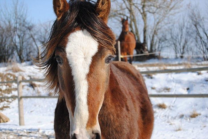Welsh Cob (sec D) Stensgårds Tristan billede 1