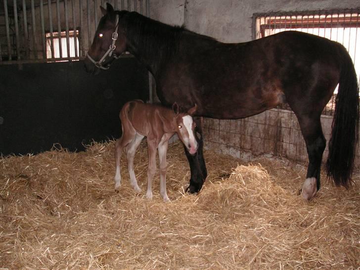 Welsh Cob (sec D) Stensgårds Tristan - En dag gammel billede 2