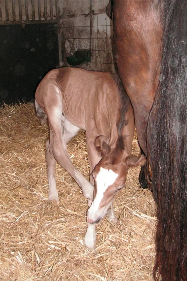 Welsh Cob (sec D) Stensgårds Tristan - Ihh... det klør :) billede 3