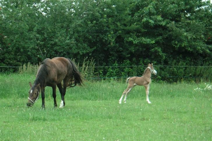 Welsh Cob (sec D) Stensgårds Tristan billede 4