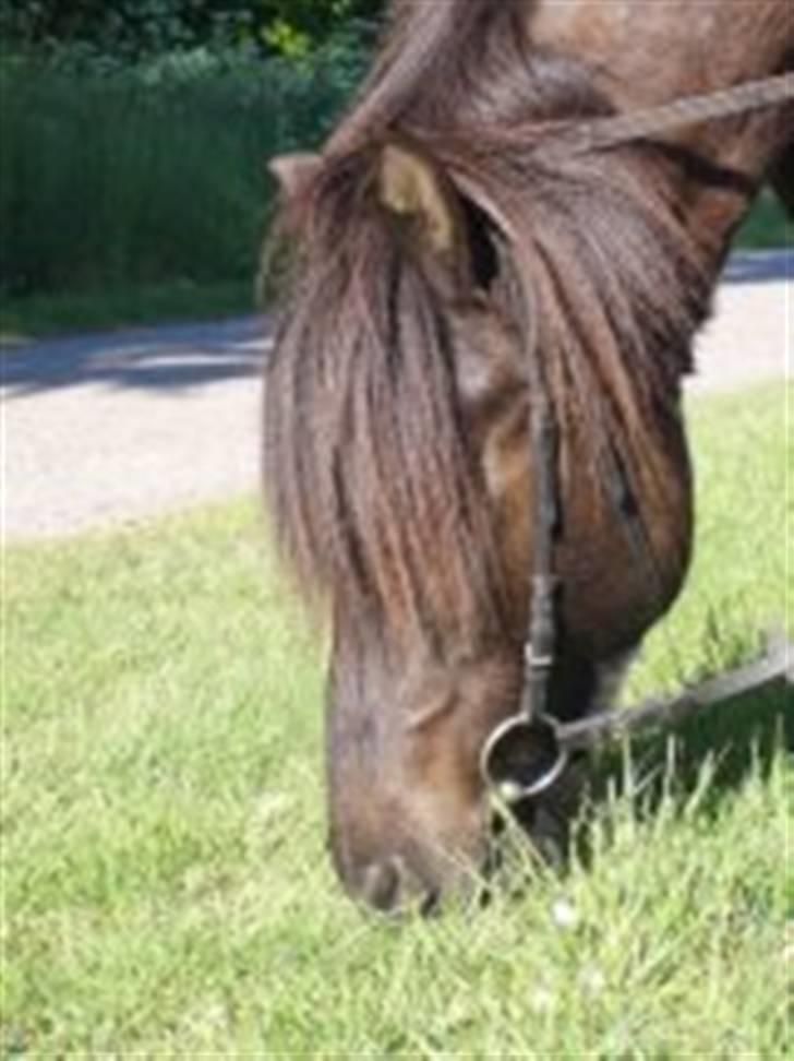 Islænder Fjølvi - mums lidt sulten er man vel altid ;) billede 11