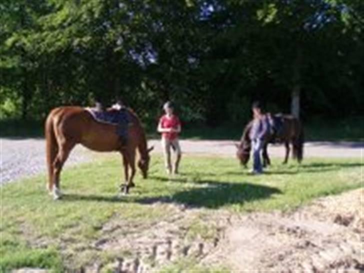 Islænder Fjølvi - Så står vi da bare lige her :) billede 12
