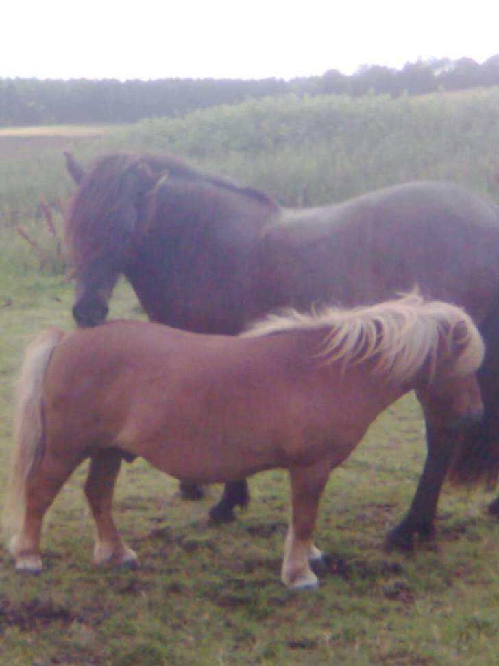 Islænder Fjølvi - Fjølvi og Louis hygger (de har samme figur om maven) hihi  billede 13