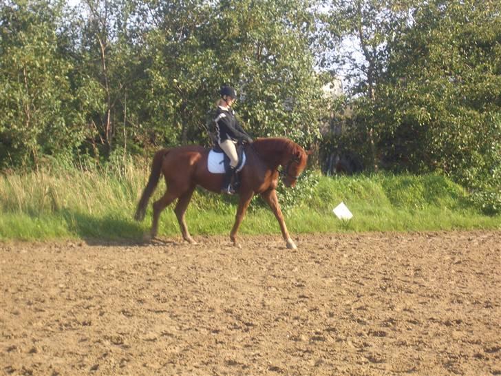 Dansk Varmblod Murphy billede 5