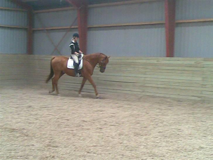 Dansk Varmblod Murphy billede 6