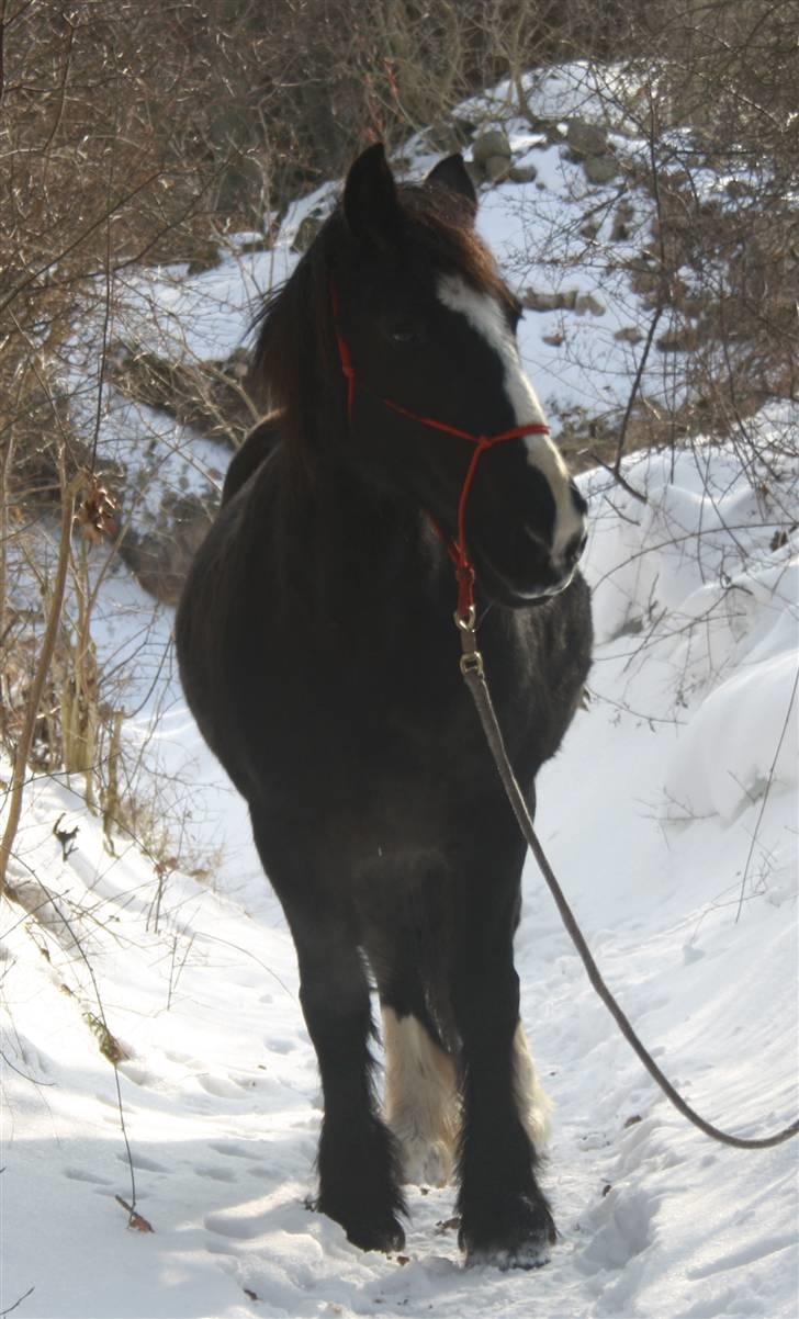 Tinker Miss I´Will - Miss I Will  billede 6