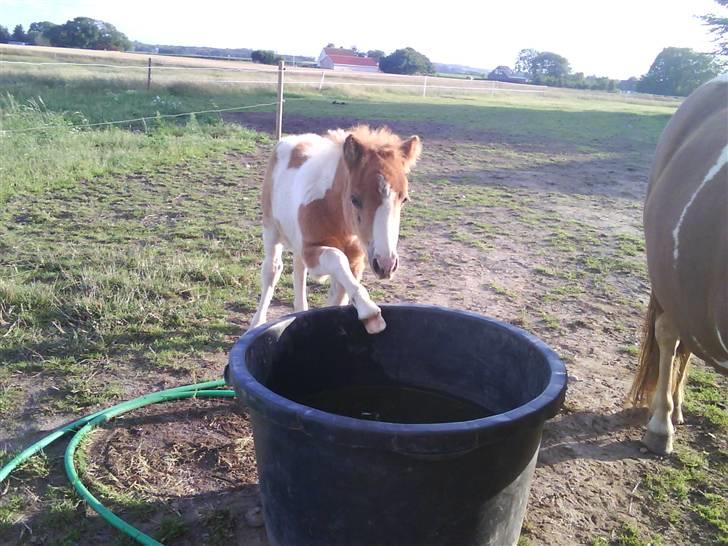 Shetlænder Prins - haha; hvor jeg sød :D billede 8