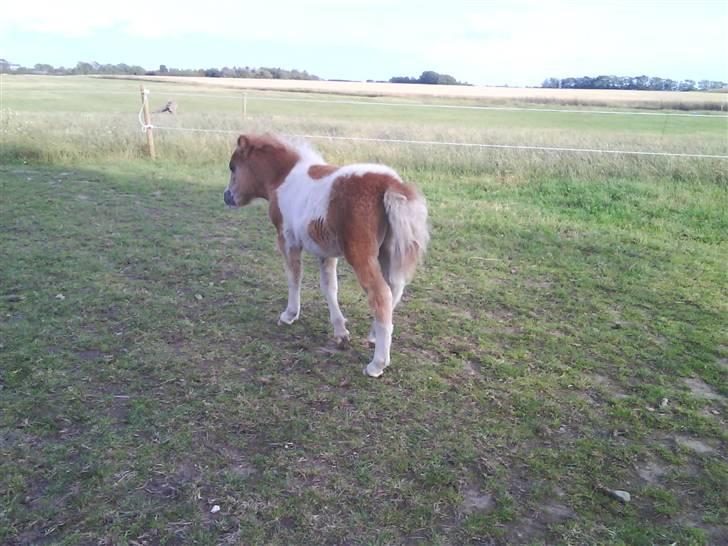 Shetlænder Prins - MOOOOOOAR!!!! - hjælp, jeg bliver forfulgt af en anden hingst! billede 9