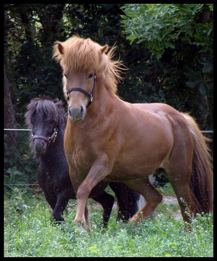 Islænder Pyngja fra Birkely - Py i fuld fart med Max  billede 2