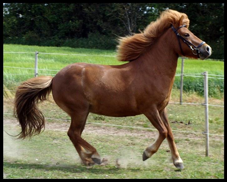 Islænder Pyngja fra Birkely - Py i fjolle-galop xD billede 3