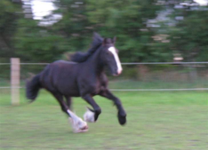 Tinker Joey Mac Nessa - Juli 2009 billede 6