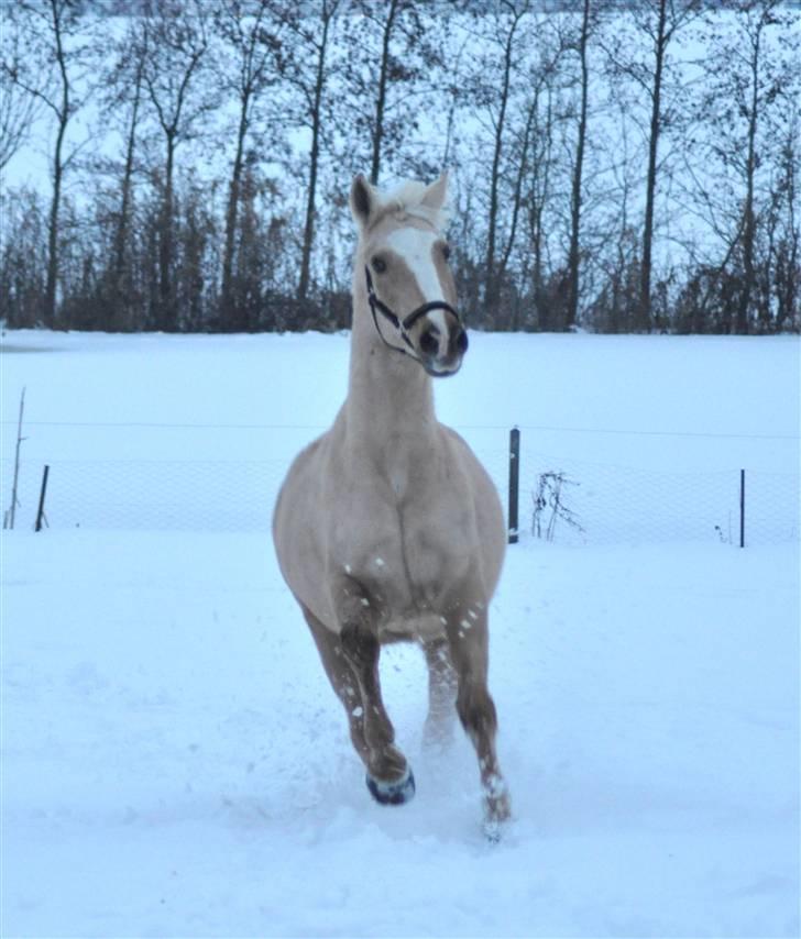 Palomino - Golden Santhos  - 10) billede 10