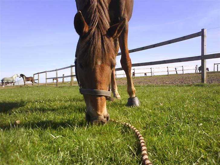 DSP Mia<3 solgt - uuhm! det godt med lidt græs:p billede 14