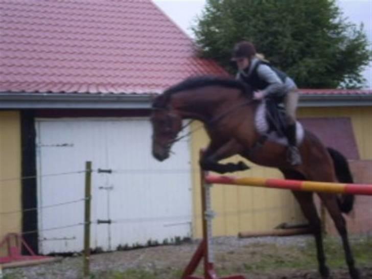 Anden særlig race Santos - springer 120 cm .. :D 6 gang han bliver reden på og 2 gang han springer.., :D billede 19