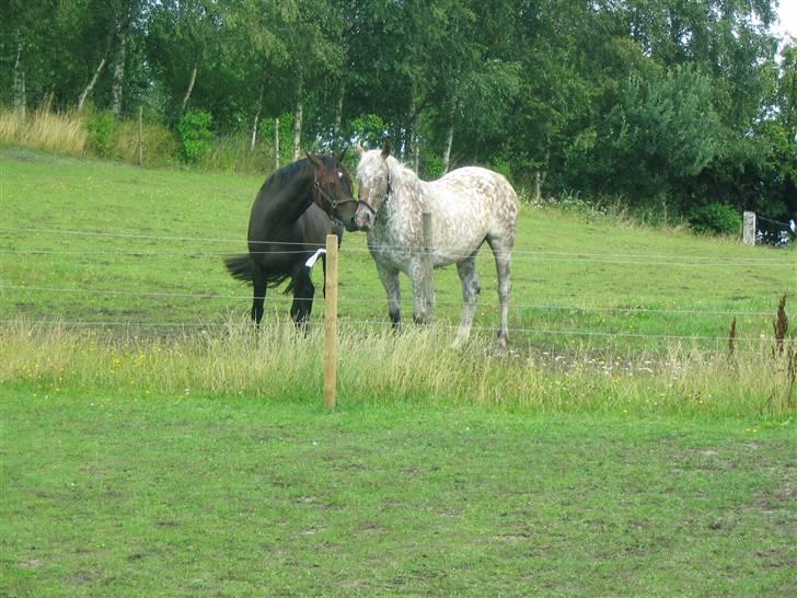 Anden særlig race Joker(min mors) R.I.P - åh vil du ik´ godt give mig et kys!? billede 12