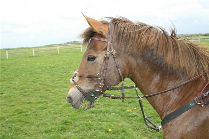 DSP Mia<3 solgt - Savl savl, siger mia <´3 billede 17