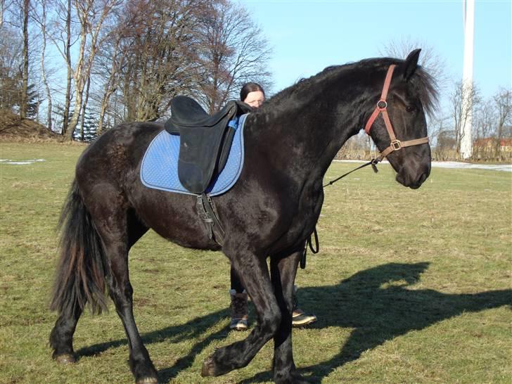 Frieser ¤  Naja   (NULLE) ¤   - 04-03-2010,  Første gang Naja har sadle på, hvilket hun tog i stiv arm, ingen krumspring eller bukken mm. billede 16