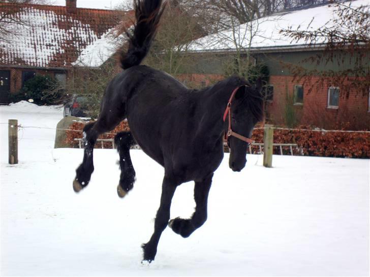 Frieser ¤  Naja   (NULLE) ¤   - 27-02-2010,  "yeehaa"  sne er en fantastisk ting.......  syntes  Naja billede 17