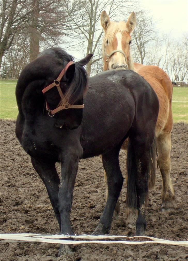 Frieser ¤  Naja   (NULLE) ¤   - 29-03-2010.  Naja får lige et nap i rumpen af Ronja. billede 18